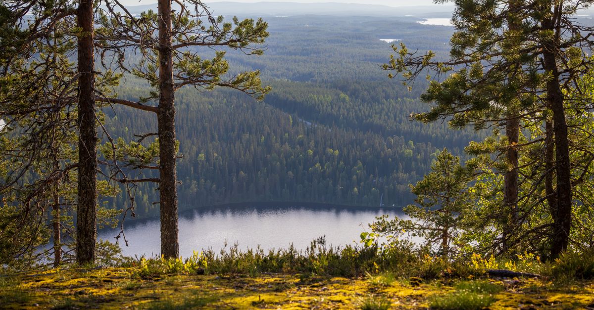 Breathtaking landscape view of Kuusamo's lush forests and serene lake at day.